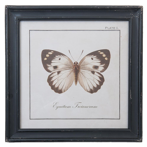 Tableau un papillon cadre noir